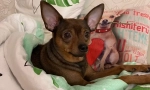 Toy terrier mennyi életet él otthon, hogyan lehet növelni az élettartamot
